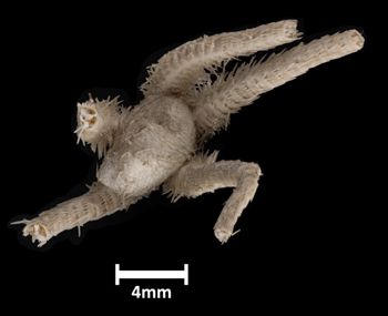Media type: image;   Invertebrate Zoology OPH-2131 Aspect: dorsal